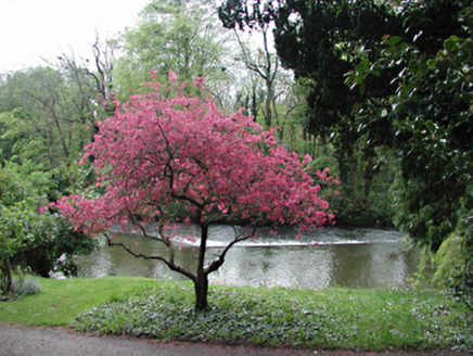 Anna Liffey Weir, Lower Road,  WESTMANSTOWN (NE. BY.) LACAN ED,  Co. DUBLIN