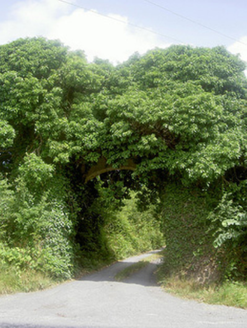 Monasterboice House, COOLFORE,  Co. LOUTH